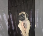 Small #1 Pug