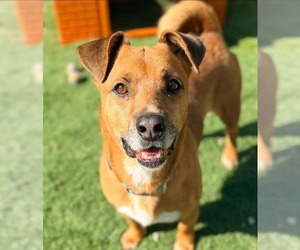 Mutt Dogs for adoption in Calhoun, GA, USA