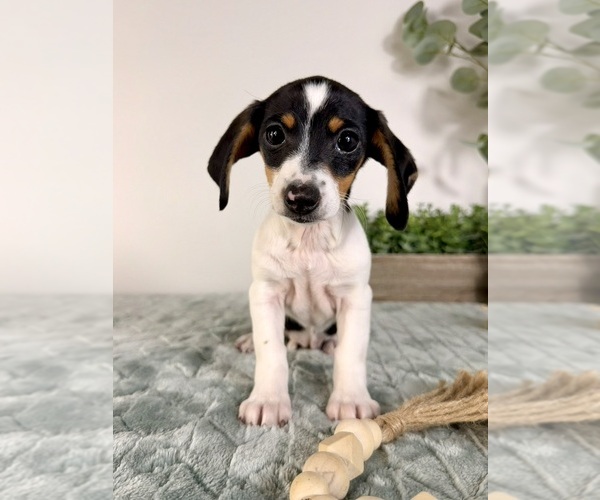 Medium Photo #3 Dachshund Puppy For Sale in GREENFIELD, IN, USA