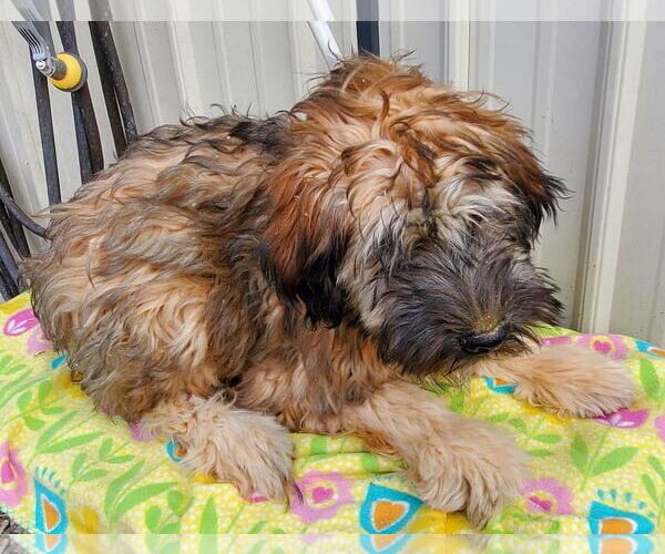 Medium Photo #3 Mutt Puppy For Sale in Mountain View, MO, USA