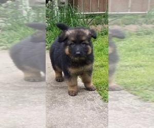 German Shepherd Dog Puppy for sale in SAINT ALBANS, WV, USA