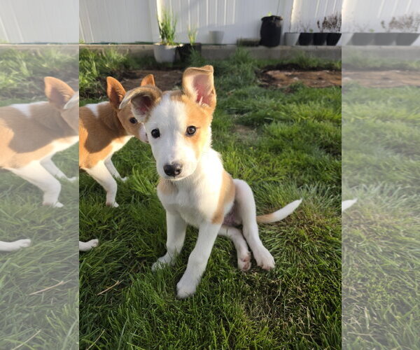 Medium Photo #1 Collie-Unknown Mix Puppy For Sale in Sandy, UT, USA