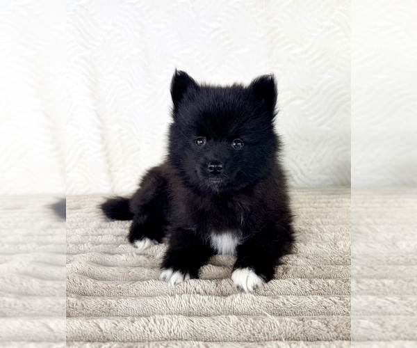 Medium Photo #5 Pomsky Puppy For Sale in GREENFIELD, IN, USA