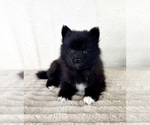 Small #4 Pomsky