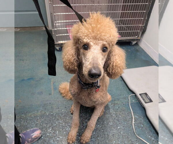 Medium Photo #1 Poodle (Standard)-Unknown Mix Puppy For Sale in Chico, CA, USA