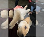 Small Photo #3 Labrador Retriever Puppy For Sale in SAN JOSE, CA, USA