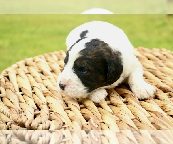 Medium Photo #8 Bernedoodle Puppy For Sale in KNOB NOSTER, MO, USA