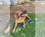 Small #9 Rhodesian Ridgeback Mix