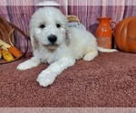 Small Photo #3 Goldendoodle Puppy For Sale in COLORADO SPRINGS, CO, USA
