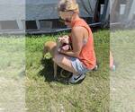 Small #3 Mutt