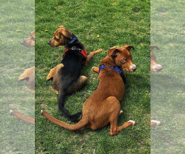 Medium Photo #4 Unknown-Vizsla Mix Puppy For Sale in Plainfield, IL, USA