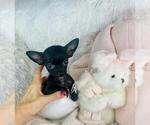 Small #11 Chihuahua