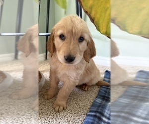Golden Retriever Puppy for sale in PORTALES, NM, USA
