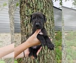 Small #20 Great Dane