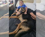 Small #4 German Shepherd Dog