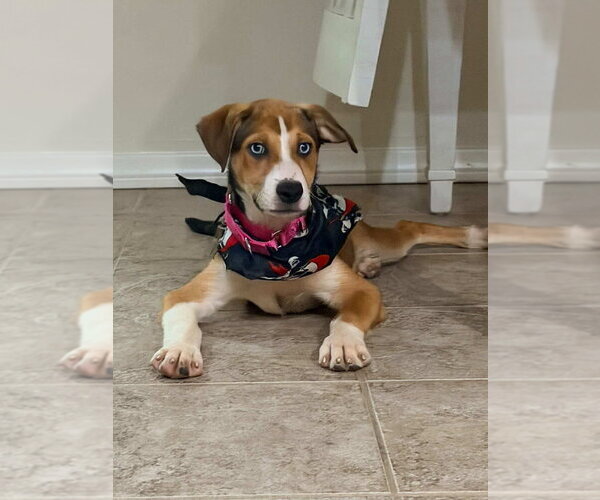 Medium Photo #4 Labbe Puppy For Sale in San Diego, CA, USA