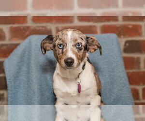 Australian Shepherd-Chihuahua Mix Dogs for adoption in St. Louis Park, MN, USA