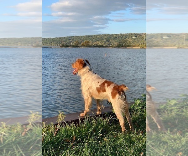 Medium Photo #1 Brittany Puppy For Sale in BERKSHIRE, NY, USA