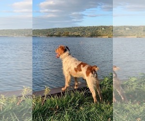 Father of the Brittany puppies born on 08/27/2025