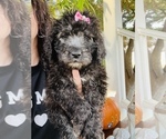 Small Photo #2 Saint Berdoodle Puppy For Sale in SPRINGVILLE, CA, USA