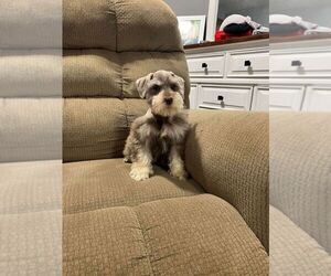 Schnauzer (Miniature) Puppy for sale in JEFFERSON, GA, USA