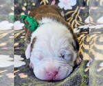 Puppy Green Collar Alapaha Blue Blood Bulldog