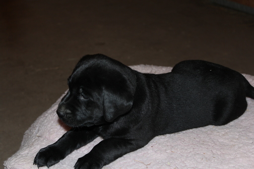 Medium Photo #1 Labrador Retriever Puppy For Sale in GREENE, NY, USA