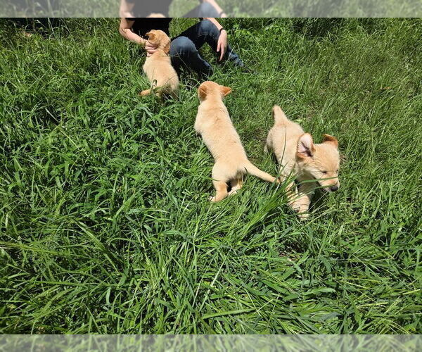 Medium Photo #10 Golden Retriever Puppy For Sale in PLANT CITY, FL, USA