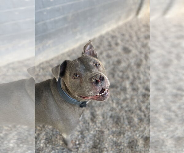 Medium Photo #6 American Bulldog Puppy For Sale in Chandler, AZ, USA