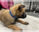 Small Photo #155 Belgian Malinois Puppy For Sale in REESEVILLE, WI, USA