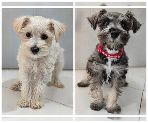 Schnauzer (Miniature) Puppy for sale in WINONA, TX, USA