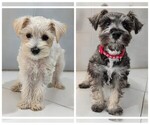 Image preview for Ad Listing. Nickname: Litter of 2