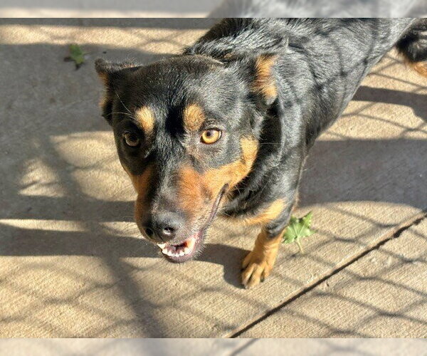 Medium Photo #1 German Shepherd Dog Puppy For Sale in Tulsa, OK, USA