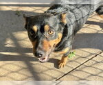 ROCKY - Male German Shepherd Dog Dog for Adoption - Small photo