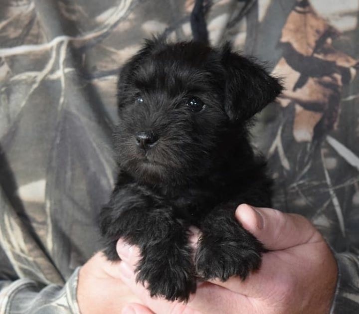 Medium Photo #1 Schnauzer (Miniature) Puppy For Sale in URBANA, MO, USA