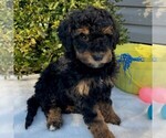 Small Photo #2 Goldendoodle (Miniature) Puppy For Sale in NEWPORT, PA, USA