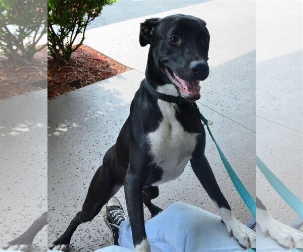 Medium Photo #1 Mutt Puppy For Sale in Royal Palm Beach, FL, USA