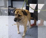Small #3 Mutt