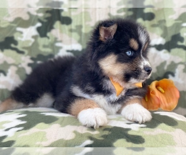 Medium Photo #13 Pomeranian-Pomsky Mix Puppy For Sale in LAKELAND, FL, USA