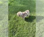 Small Photo #3 Bulldog Puppy For Sale in RICHMOND, VA, USA
