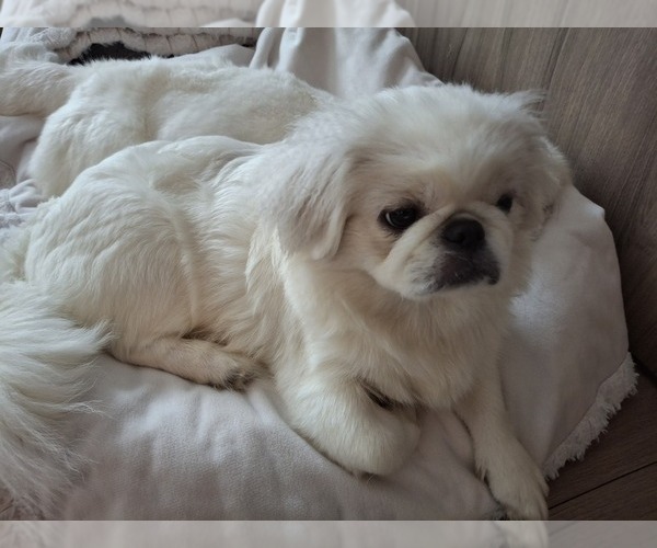 Medium Photo #3 Pekingese Puppy For Sale in MIAMI, FL, USA