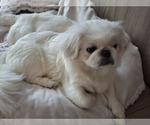 Aspen - Female Pekingese Puppy for Sale - Photo #3