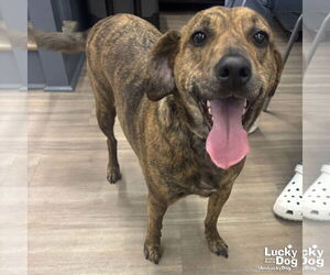 Beagle-Unknown Mix Dogs for adoption in Washington, DC, USA