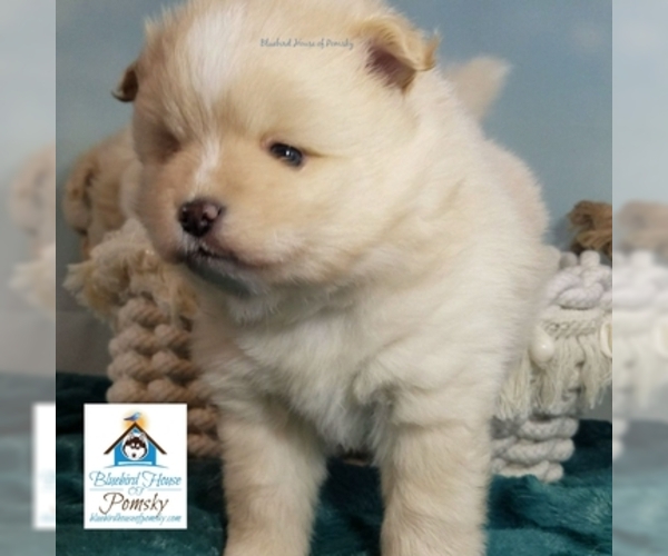 Medium Photo #13 Pomsky Puppy For Sale in RAMSEY, MN, USA