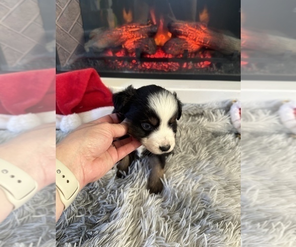 Medium Photo #17 Miniature Australian Shepherd Puppy For Sale in QUINCY, CA, USA
