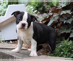 Boston Terrier Puppy for sale in FREDERICKSBG, OH, USA