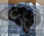 Small Photo #26 Labrador Retriever Puppy For Sale in ATHOL, MA, USA