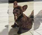 Puppy Lily French Bulldog