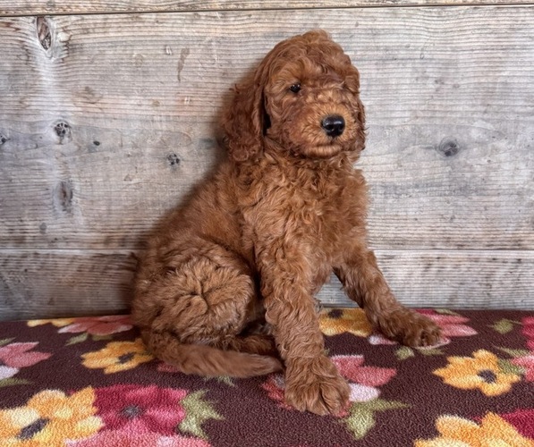 Medium Photo #25 Goldendoodle mix (+ Poodle Miniature) Puppy For Sale in VERMONTVILLE, MI, USA