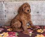 Small #24 Goldendoodle mix (+ Poodle Miniature)